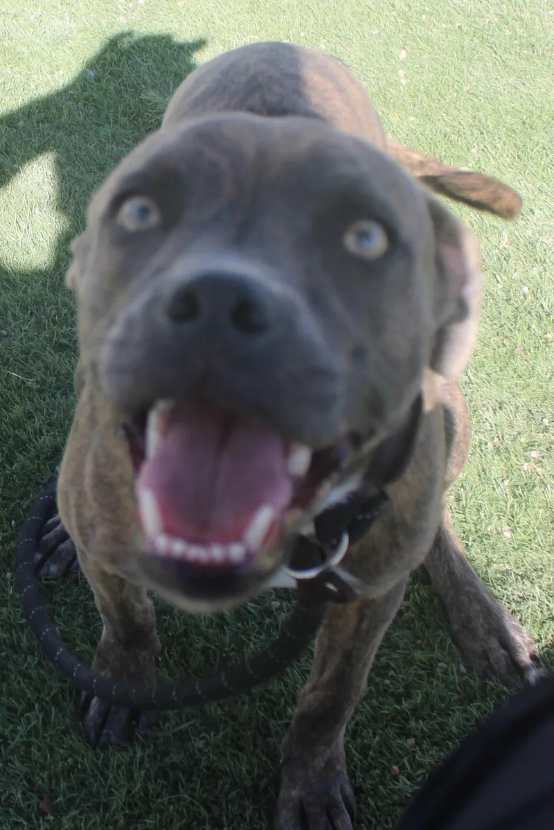 Tilly thumbnail 4