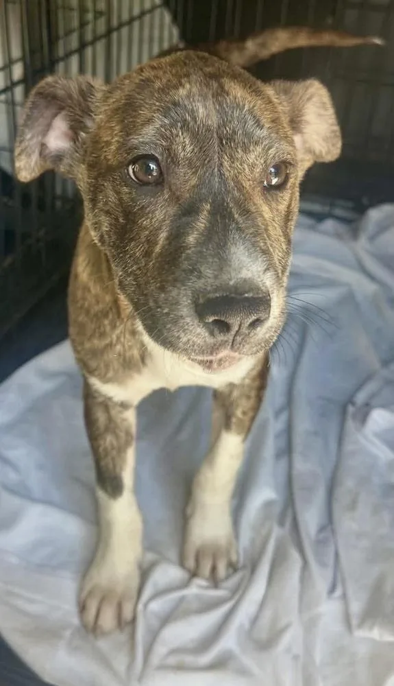 Hazel