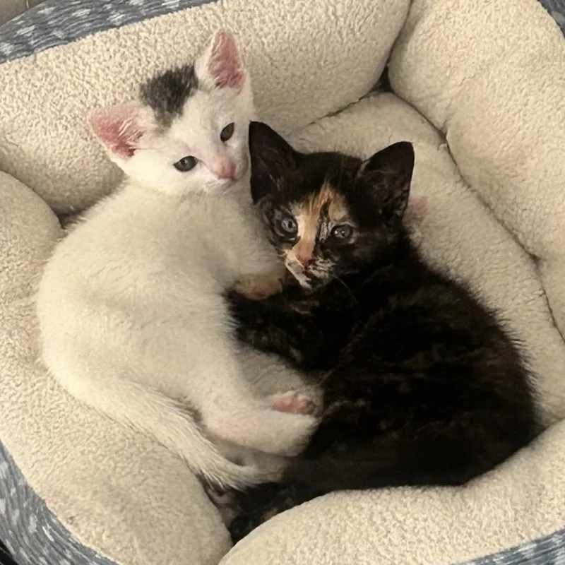 A baby small-sized female Tortoiseshell Domestic Short Hair cat named Gabrielle for adoption in East Hanover, NJ