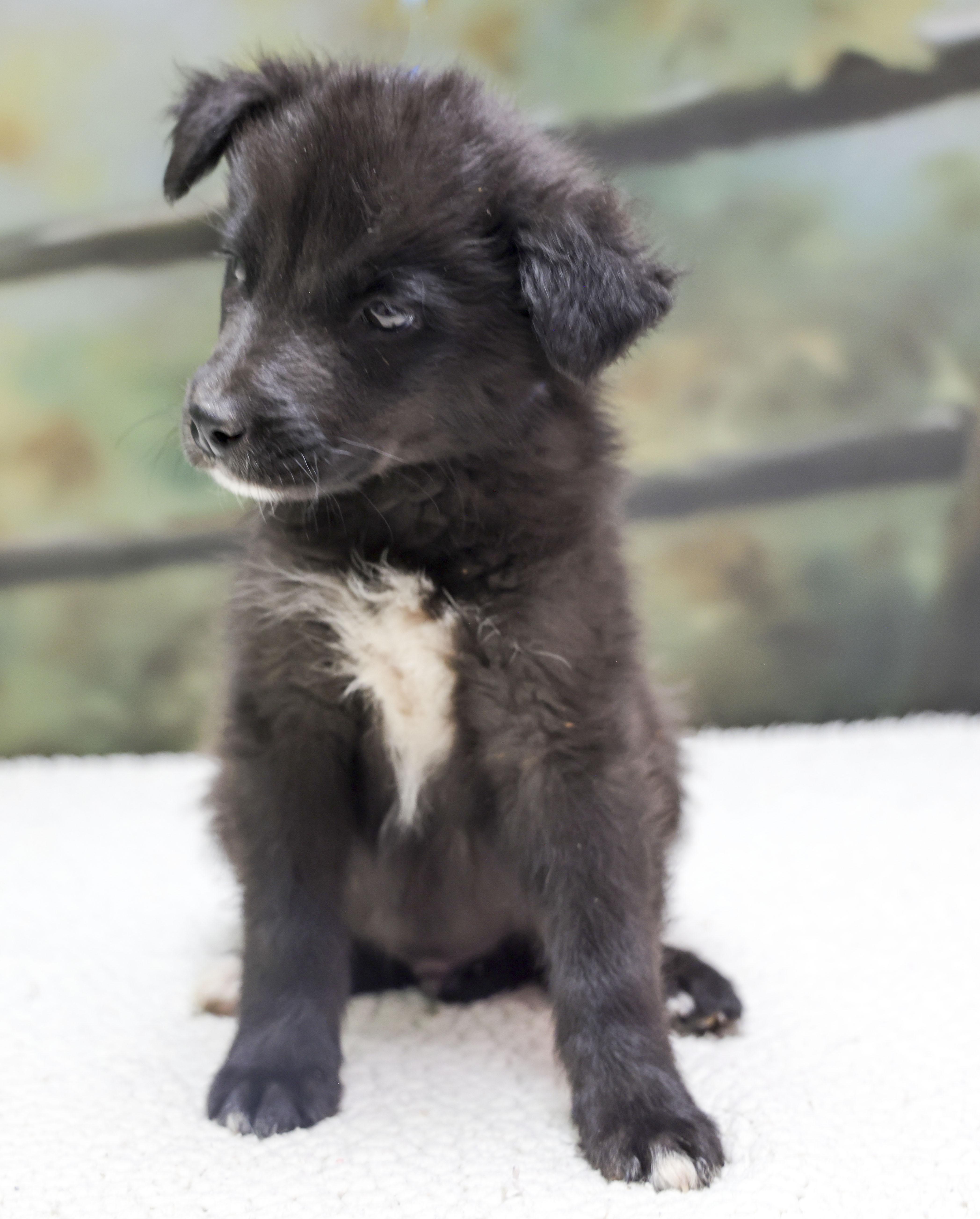 Aussie Puppies  Milo thumbnail 2