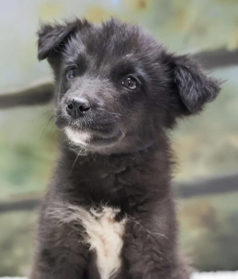 Aussie Puppies  Milo thumbnail 3