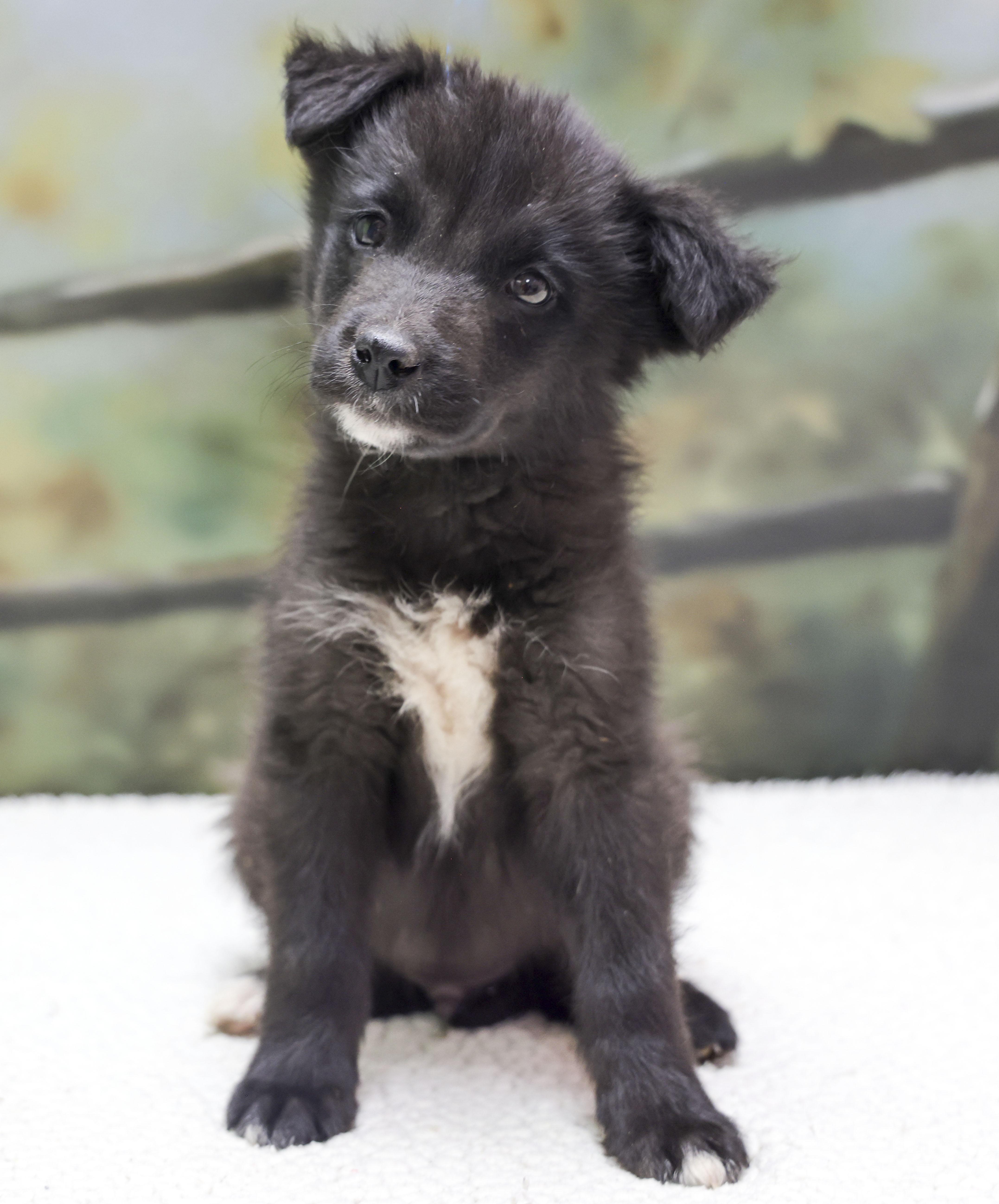 Aussie Puppies  Milo thumbnail 4