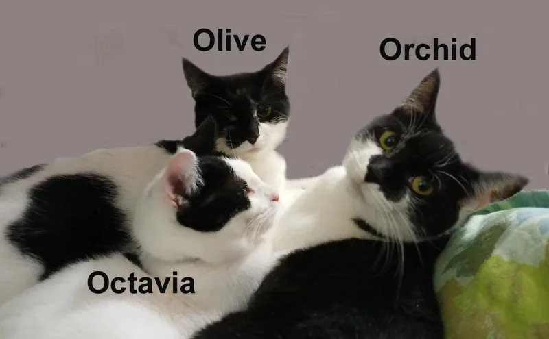 A baby medium-sized female Black & White / Tuxedo Domestic Short Hair cat named Orchid  Olive  for adoption in Stowe, PA