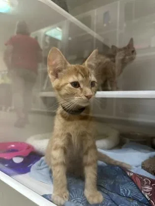 A baby small-sized male Domestic Short Hair cat named Karsh for adoption in Traverse City, MI