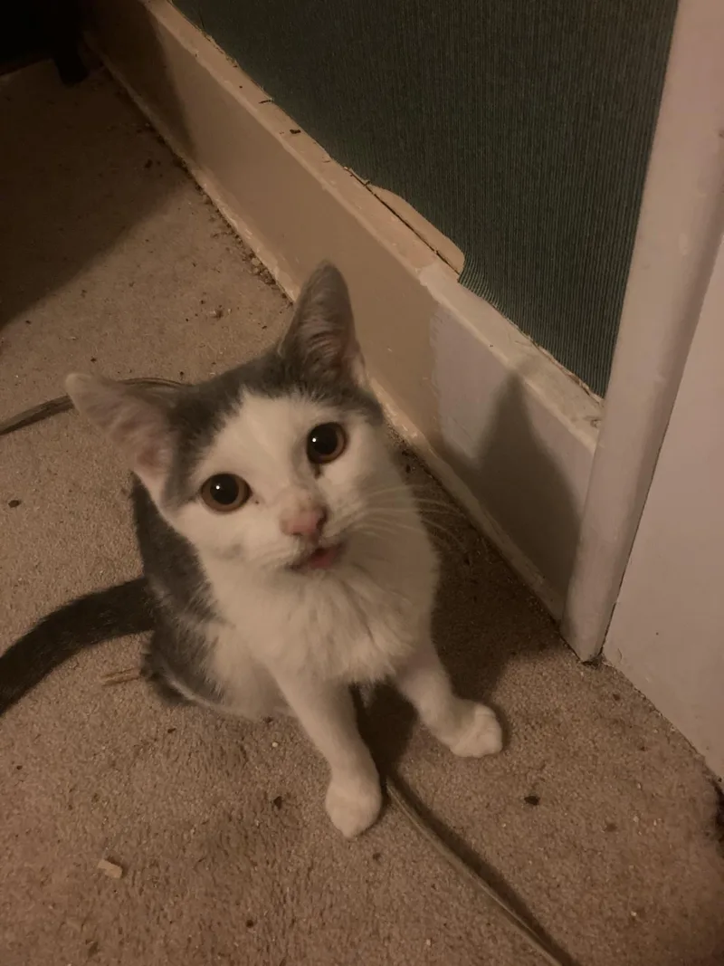 A young medium-sized female Gray & White Domestic Short Hair cat named Marie for adoption in Georgetown, KY
