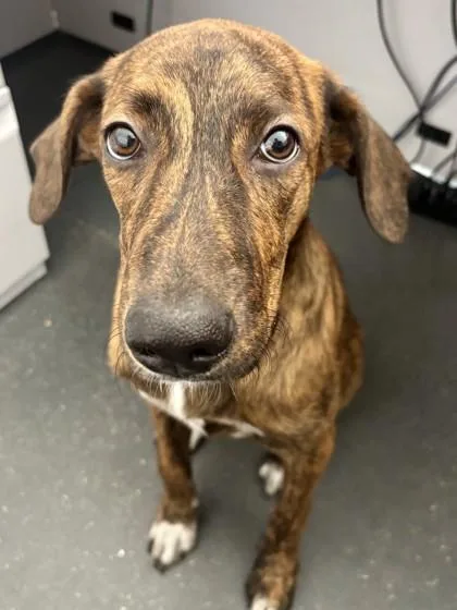 A baby medium-sized female Hound dog named Torch for adoption in New Orleans, LA