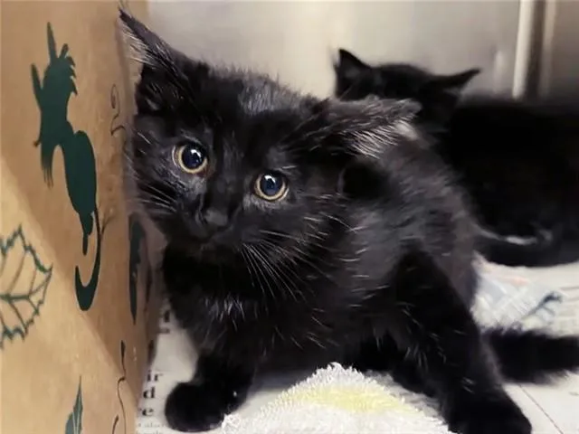 A baby small-sized female Domestic Short Hair cat named Ink for adoption in Saint Louis, MO