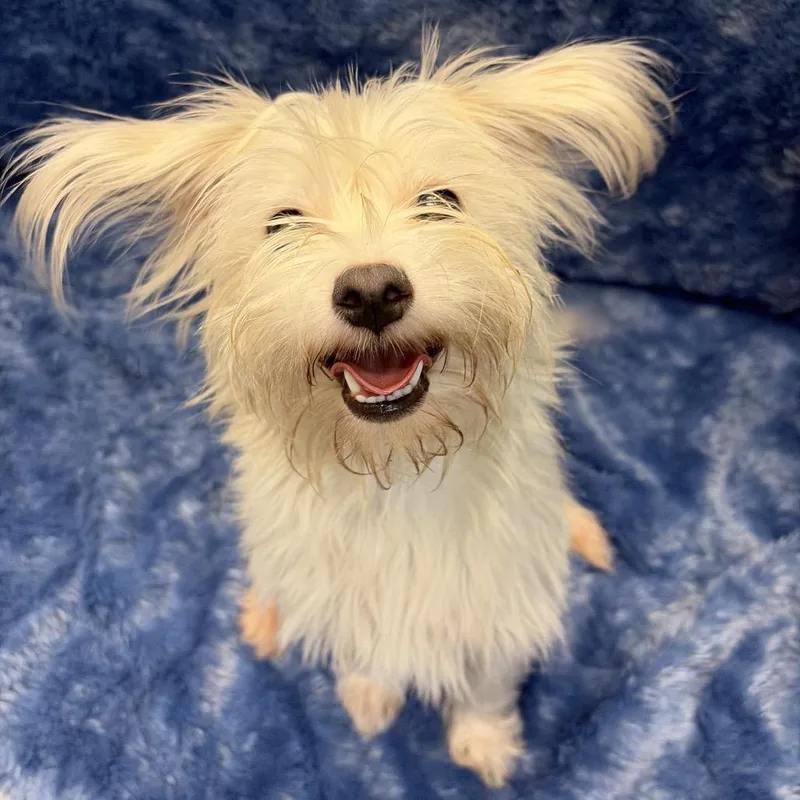A young small-sized female White / Cream Maltese dog named Lilly for adoption in Hawthorne, CA