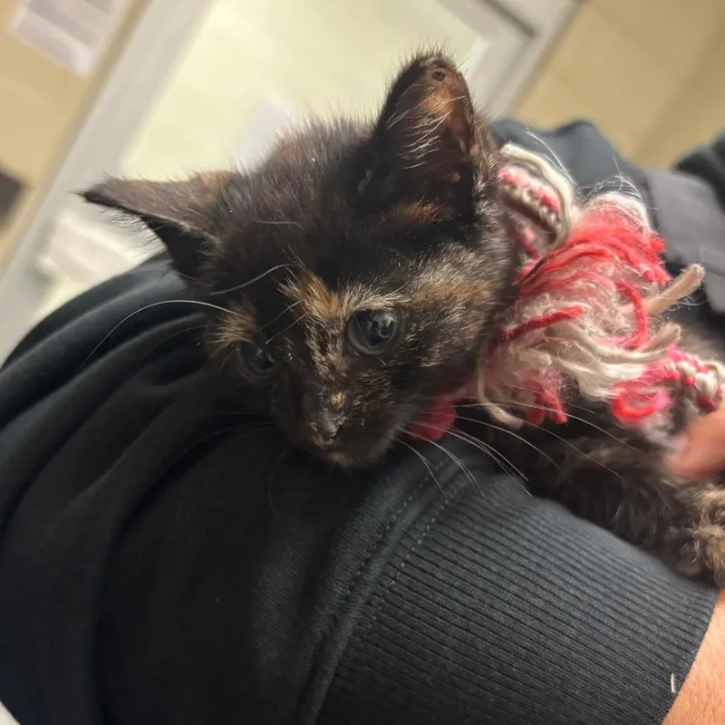 A baby small-sized female Tortoiseshell Domestic Short Hair cat named StrayMaconRoad for adoption in Columbus, GA