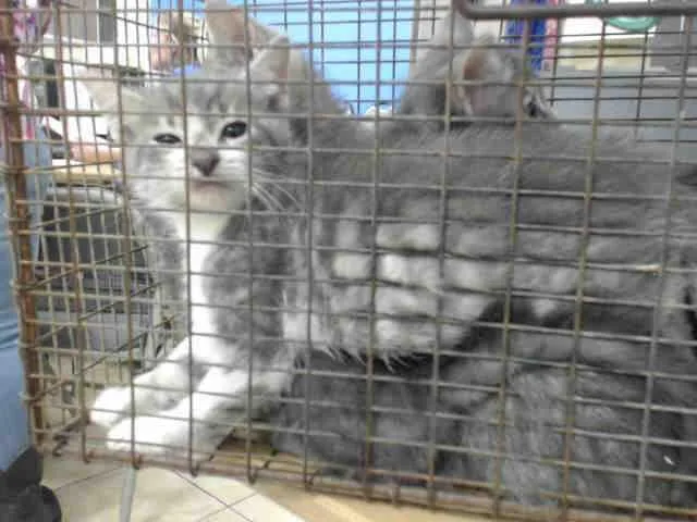 An adult small-sized female Domestic Short Hair cat named Sandy for adoption in Houston, TX