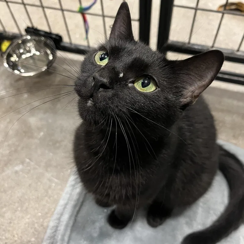 A young medium-sized female Black Domestic Short Hair cat named Sarabi for adoption in Novelty, OH