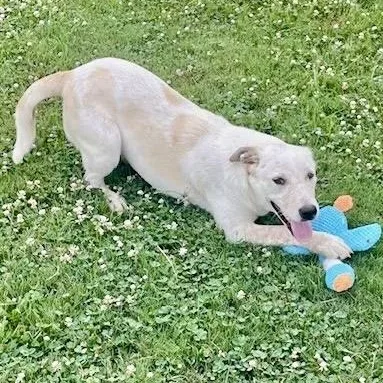 A baby medium-sized female Apricot / Beige Mixed Breed dog named Pebbles for adoption in Tunica, MS
