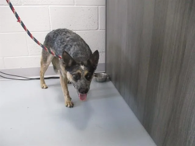 A young small-sized female Australian Cattle Dog / Blue Heeler dog named A for adoption in Ocala, FL