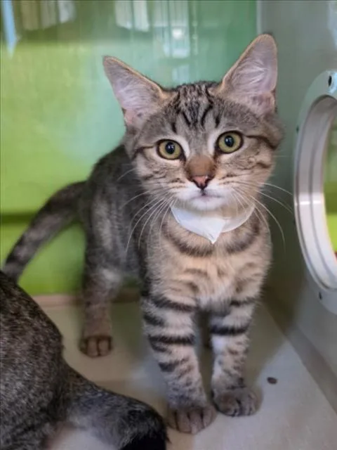 A baby small-sized male Brown / Chocolate Domestic Short Hair cat named Moose for adoption in Woodland, CA
