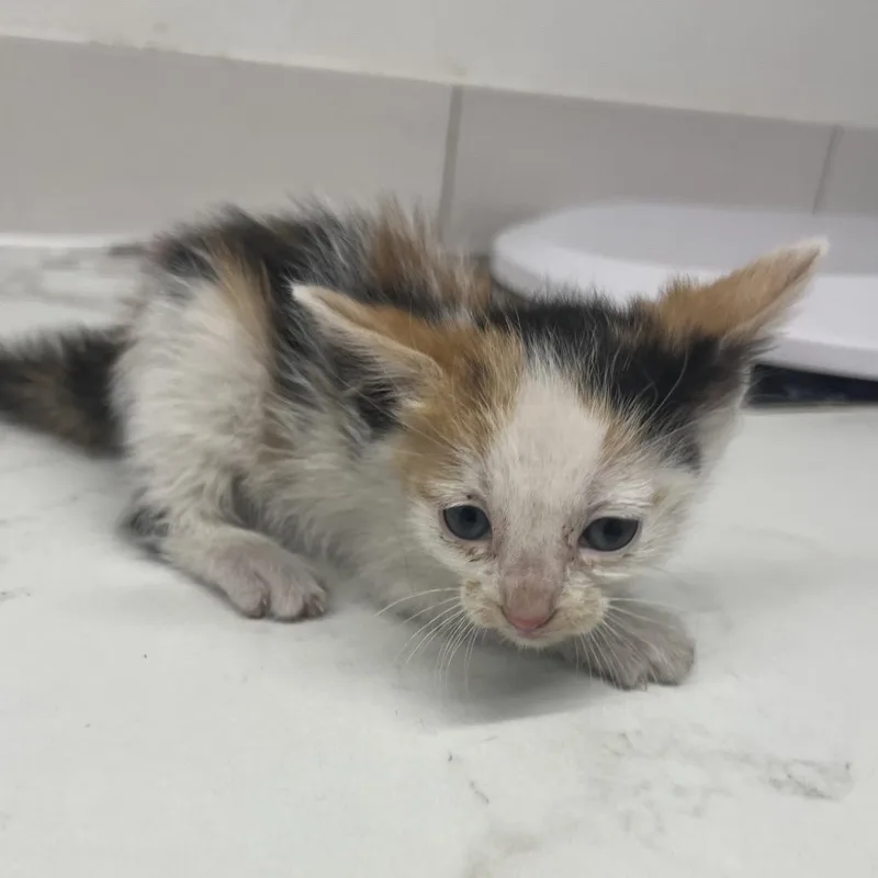 A baby small-sized female Calico Domestic Short Hair cat named Gretta for adoption in St. Louis, MO