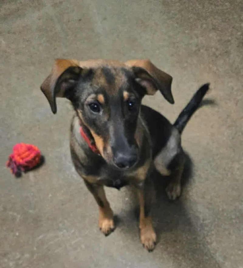 A young medium-sized female Hound dog named Mikasa Fta for adoption in Ashville, OH