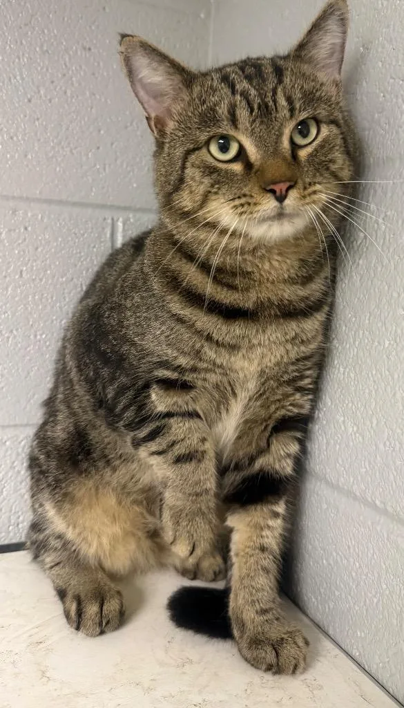 A young large-sized male Domestic Short Hair cat named Whopper for adoption in Henderson, NC