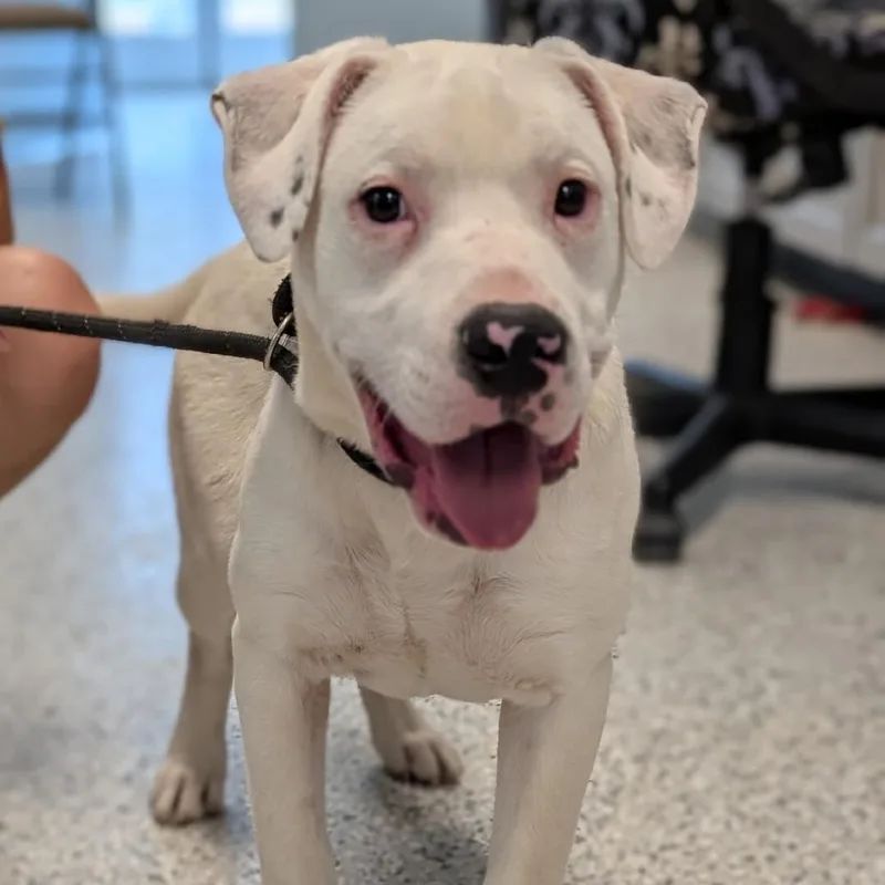 A young medium-sized male White / Cream Mixed Breed dog named Willson Contreras for adoption in Winchester, TN