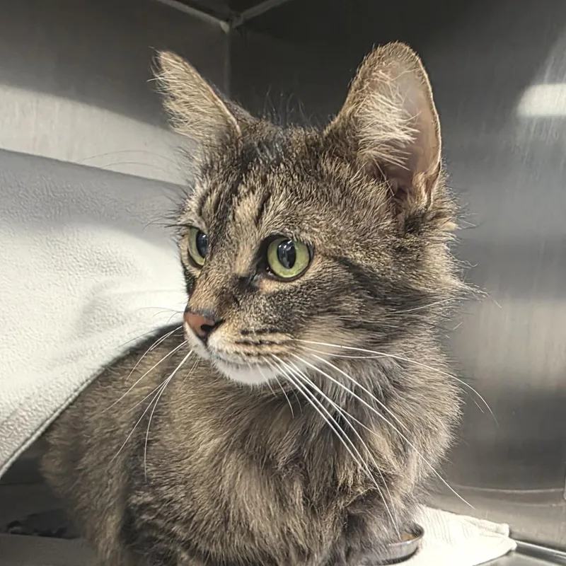 An adult large-sized female Brown / Chocolate Domestic Medium Hair cat named Almond for adoption in Fort Wayne, IN