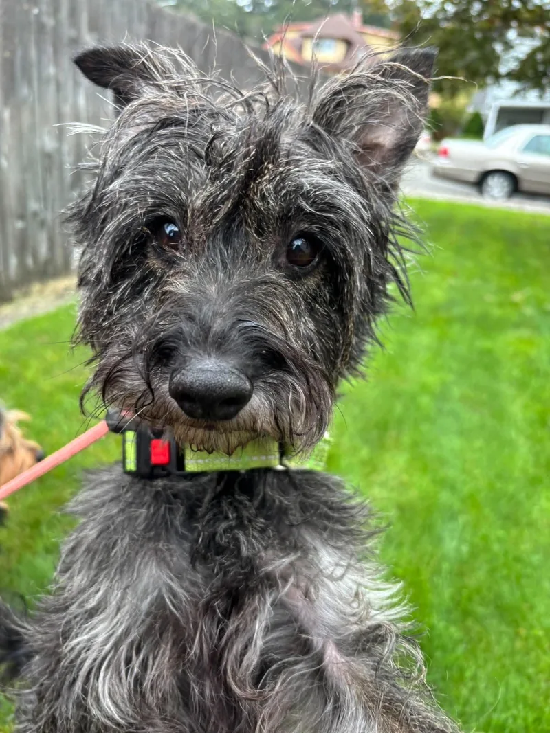 A young small-sized male Mixed Breed dog named Rocco for adoption in Tacoma, WA
