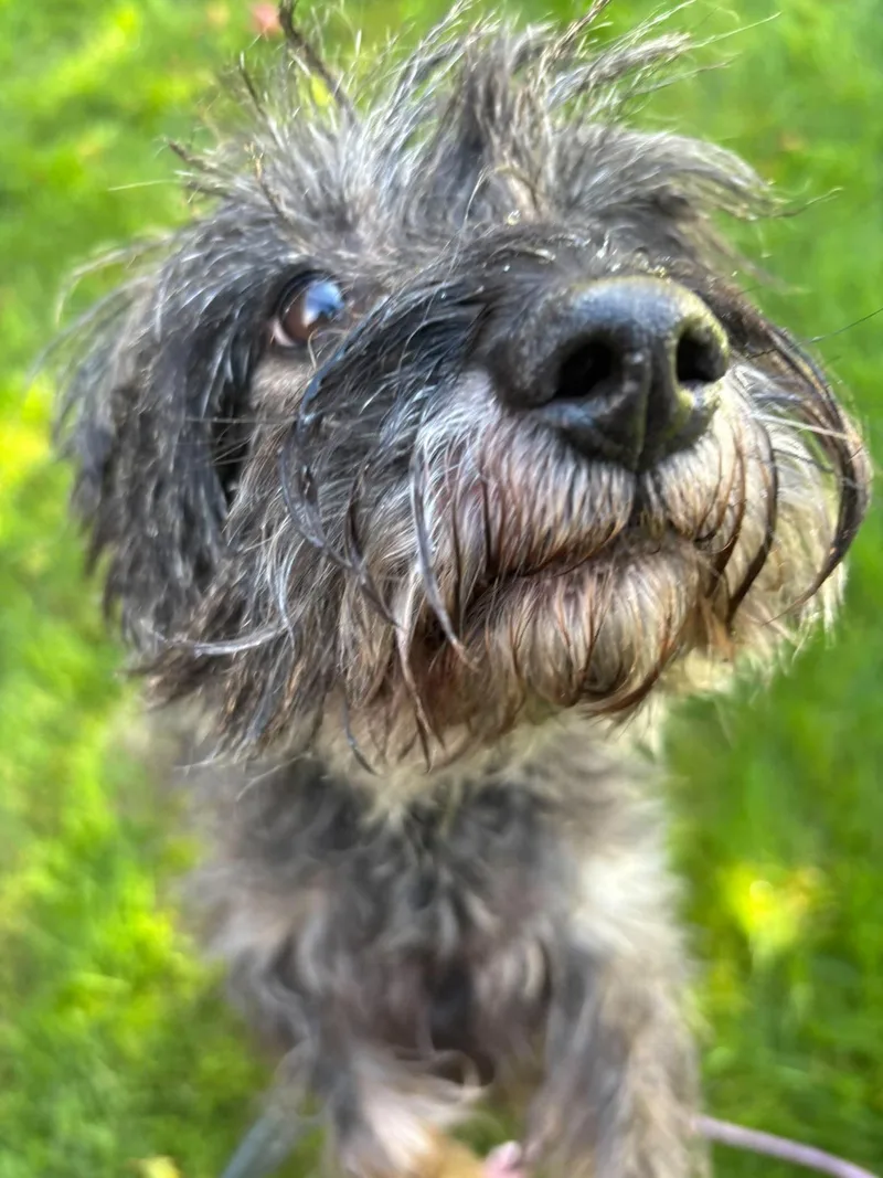 Rocco thumbnail 5