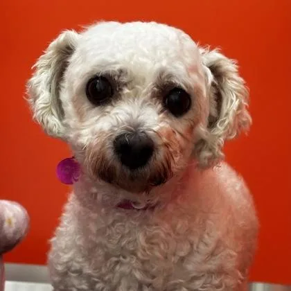 An adult small-sized female Bichon Frise dog named Sparkles for adoption in Merriam, KS