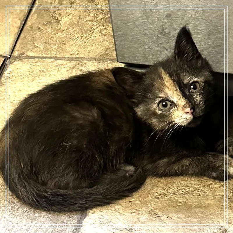 A baby small-sized female Black Domestic Short Hair cat named Fawn aka Padme for adoption in Monroe, MI