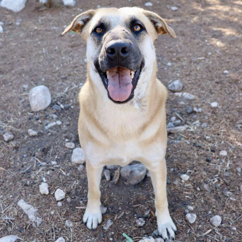 Holly Berry thumbnail 2