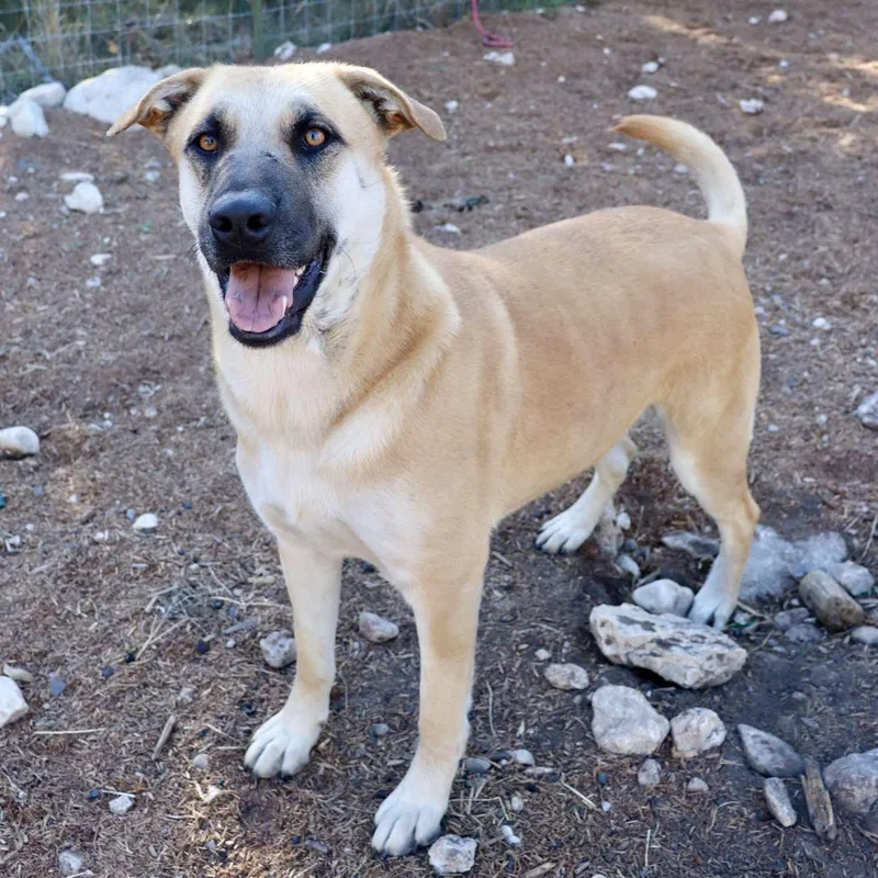 Holly Berry thumbnail 4