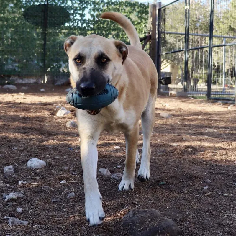 Holly Berry thumbnail 5