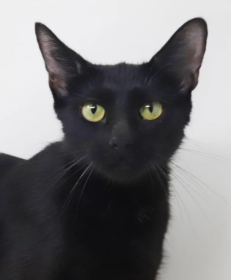 A young medium-sized female Black Bombay cat named Estelle is EXTRA SPECIAL for adoption in Bedford Hills, NY
