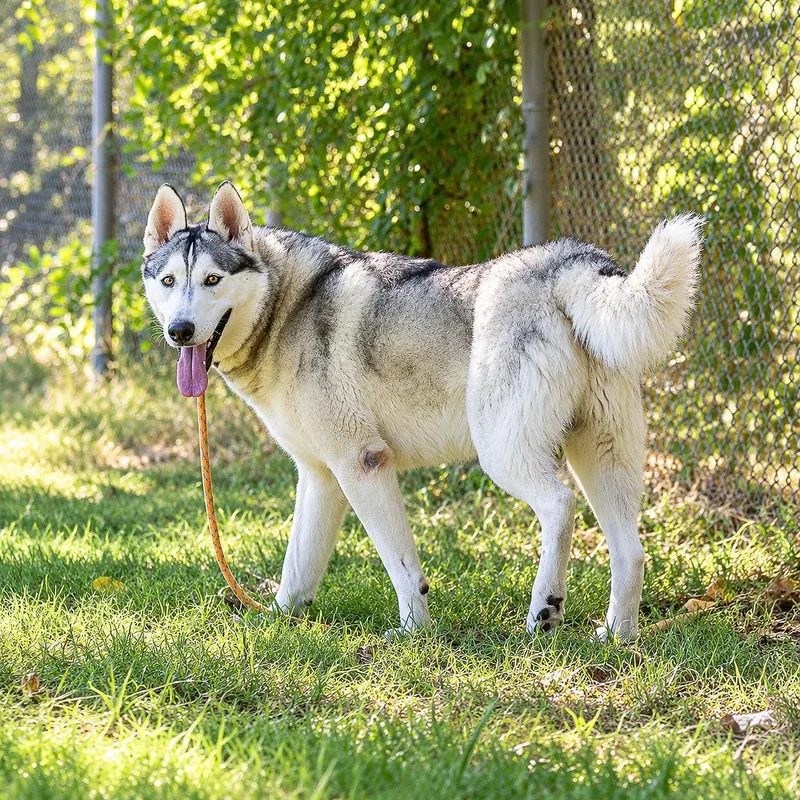 A young large-sized male Husky dog named Enso for adoption in Pahrump, NV