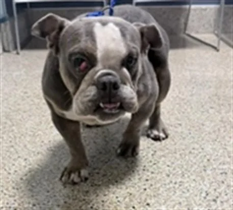 An adult small-sized female French Bulldog dog named Coco for adoption in Miami, FL