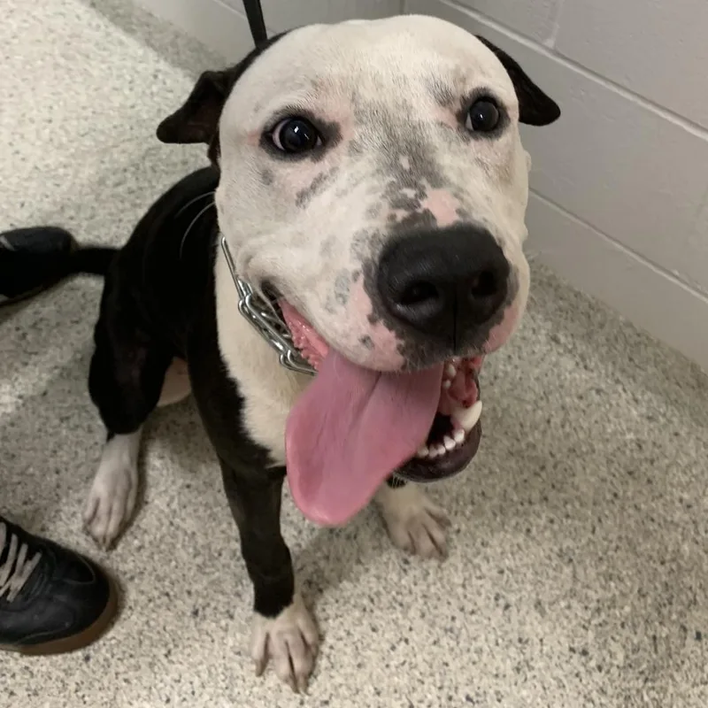 An adult large-sized male Black Mixed Breed dog named Koda for adoption in Jacksonville, FL