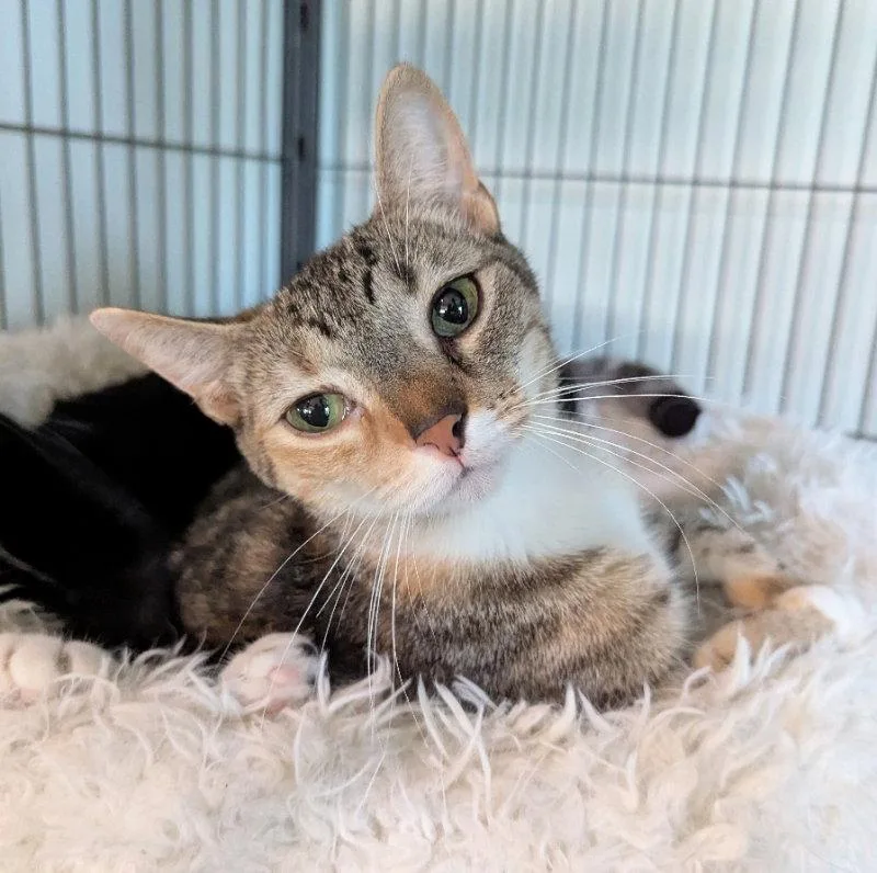 An adult medium-sized female Tabby cat named Lilian for adoption in Ocala, FL