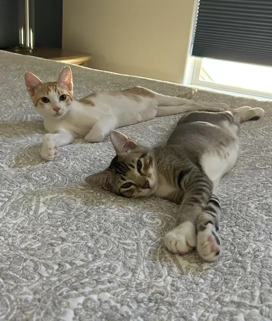 A baby medium-sized male Orange & White Domestic Short Hair cat named Declan bonded to Kevy for adoption in Portland, OR