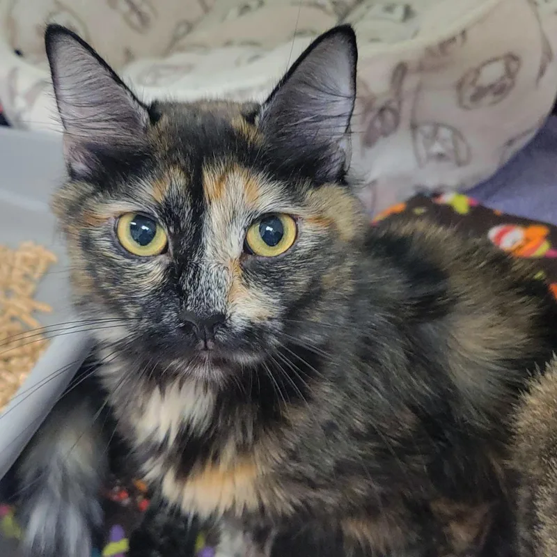 A young medium-sized female Black Domestic Medium Hair cat named Tootles for adoption in Plover, WI