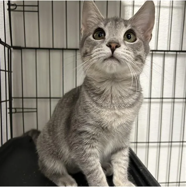 A baby medium-sized female Domestic Short Hair cat named Karen for adoption in Lincolnton, NC