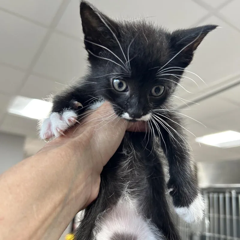A baby small-sized female Black Domestic Short Hair cat named Dice for adoption in Newark, NJ
