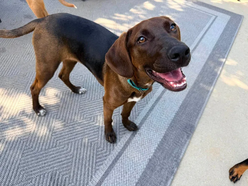 A young medium-sized female Hound dog named River for adoption in Roxboro, NC