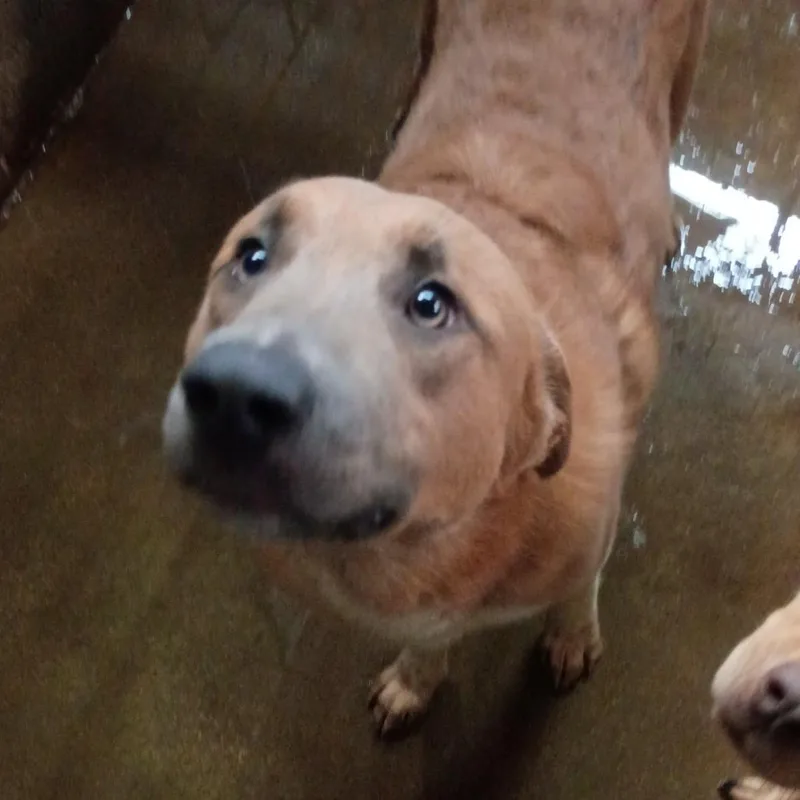 An adult large-sized male Red / Chestnut / Orange Anatolian Shepherd dog named Biscotti D for adoption in Corsicana, TX