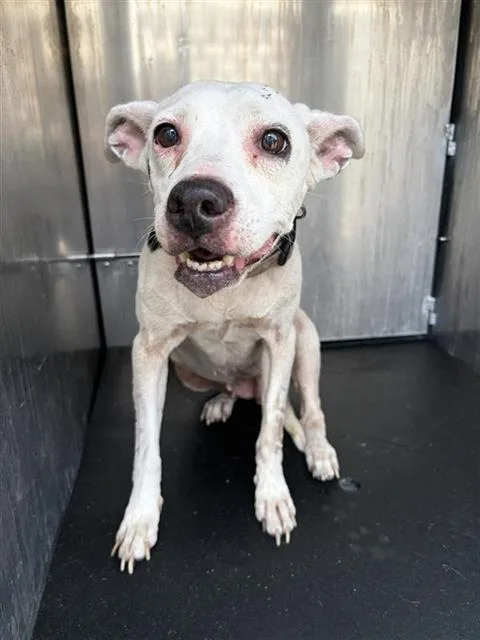 A senior medium-sized female American Staffordshire Terrier dog named Pumpernickle for adoption in San Antonio, TX