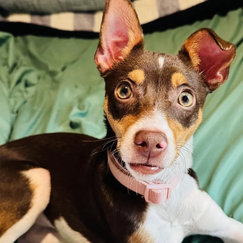 A young small-sized female Brown / Chocolate Rat Terrier dog named Churro for adoption in Gulfport, MS