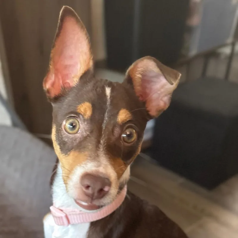 Churro thumbnail 2
