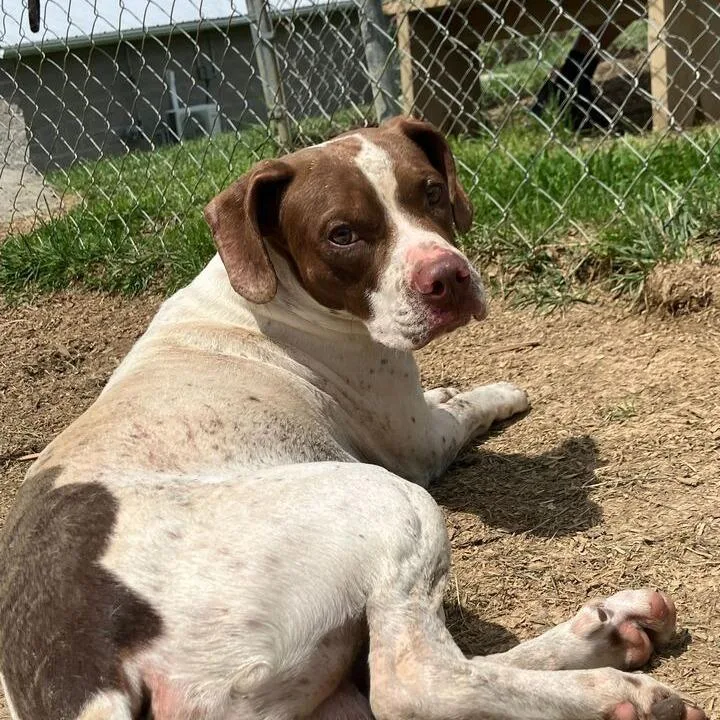 An adult medium-sized male Yellow / Tan / Blond / Fawn Hound dog named Skittles for adoption in Lewisburg, WV