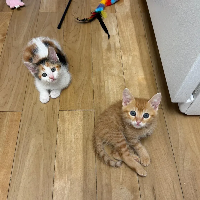 A baby small-sized male Orange / Red Domestic Short Hair cat named Mustard for adoption in Long Beach, CA