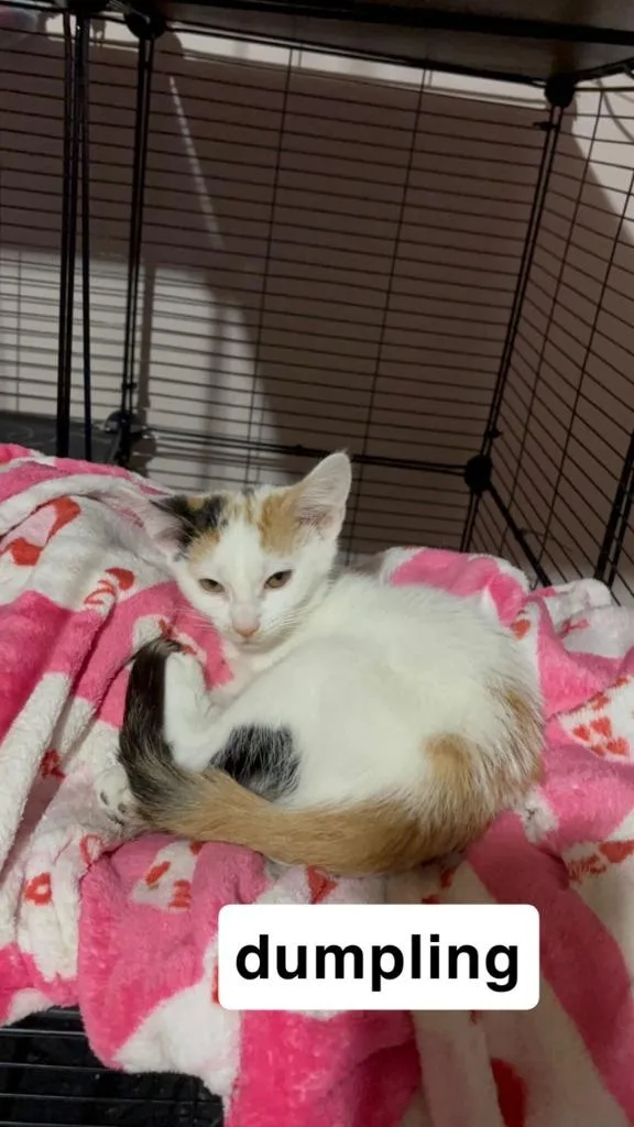 A baby medium-sized female Domestic Short Hair cat named Dumpling for adoption in Johnson City, TN