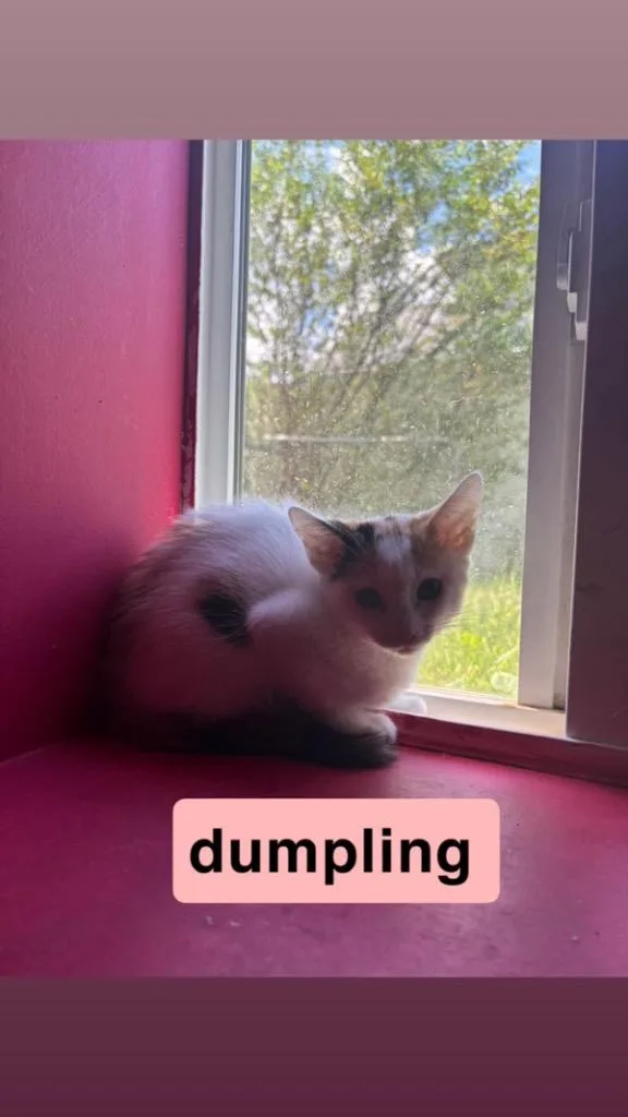 Dumpling thumbnail 3