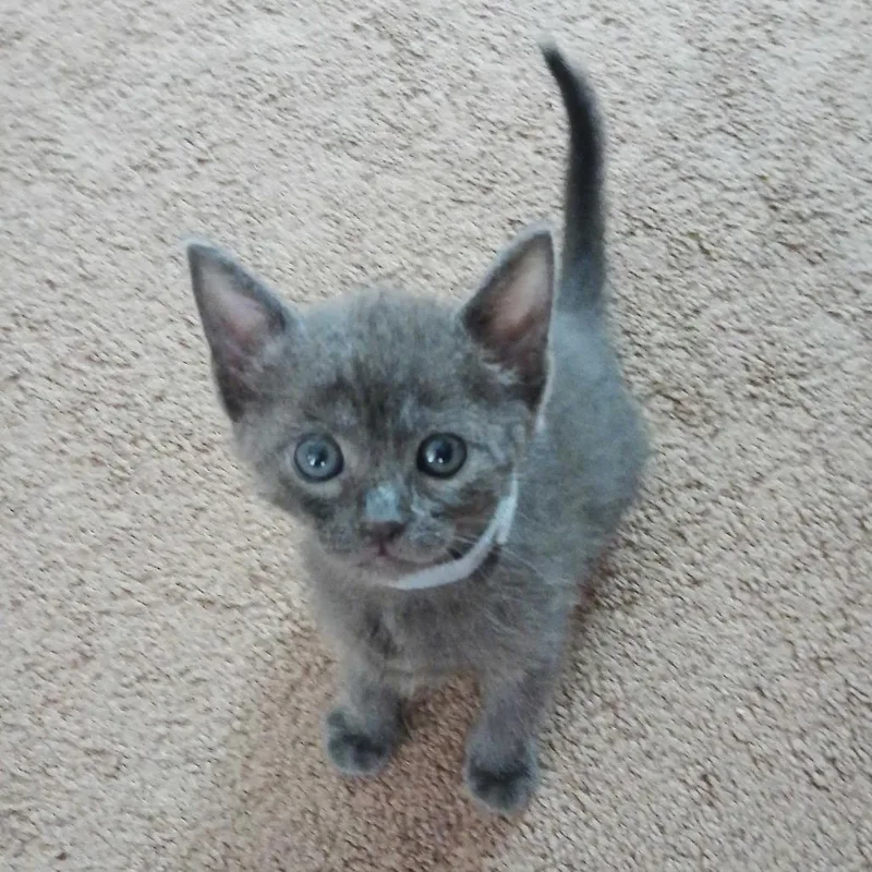 A baby small-sized male Gray / Blue / Silver Domestic Short Hair cat named Messi for adoption in Riverside, CA