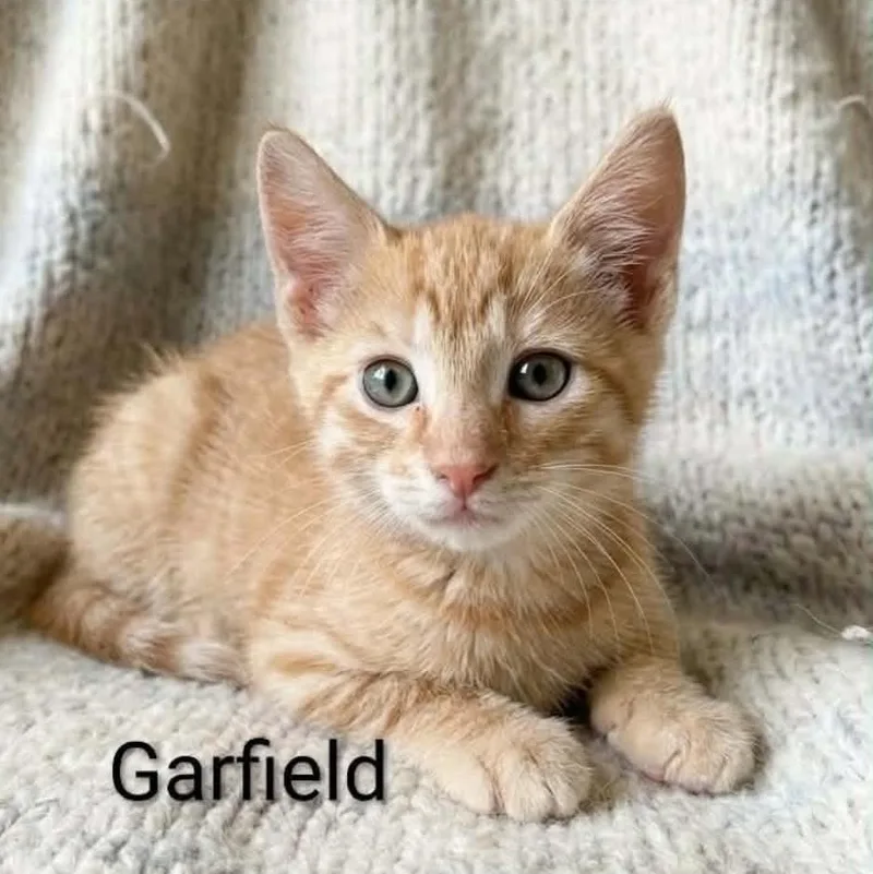 A baby medium-sized male Tabby (Orange / Red) Tabby cat named Garfield for adoption in Wyandotte, MI
